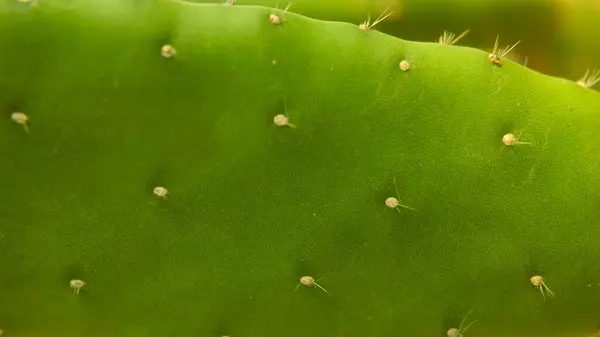 stock image Macro Photo Green pads on prickly pear cactus. (Opuntia, ficus-indica, Indian fig opuntia, barbary fig, cactus pear and thornless cactus). Photos are suitable for use as texture backgrounds.