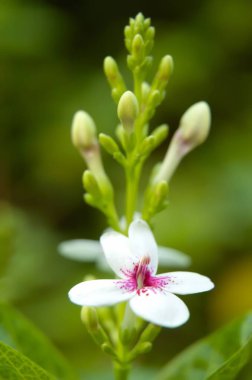 Pseuderthemum Reticulatum 'un Macro Fotoğrafı - Bahçede Japon yaseminleri çiçek açıyor