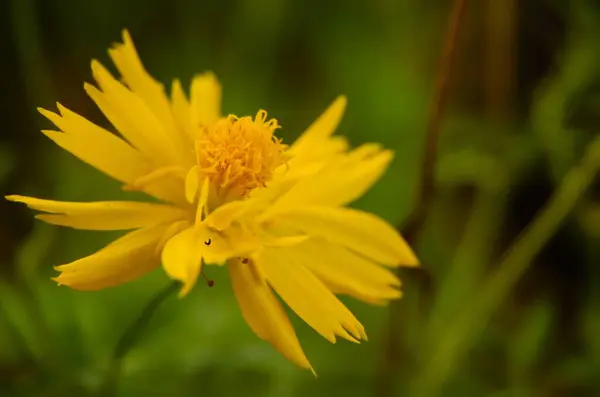 Koreopsis Lanceolata Çiçeği 'nin bulanık arkaplanlı Macro Fotoğrafı. Kenikir çiçeği.