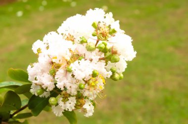 Çiçek açan Beyaz Crape Myrtle, Lagerstroemia Indica Furush Ful olarak bilinir.