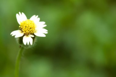 Galinsoga quadriradiata, Asteraceae familyasından bir çiçek türü. Ayrıca tüylü asker olarak da bilinir, Peru papatyası, kıllı galinsoga..