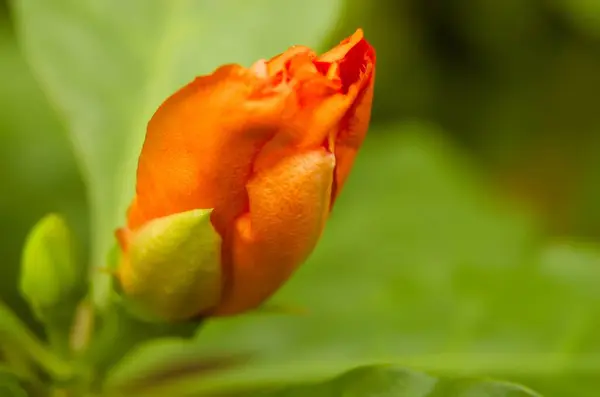 stock image The Seven Star Needle Flower is still in bud. A species of leafy cactus native to humid forests with large orange-red flowers like roses is called Leuenbergeria bleo sin. Pereskia bleo.