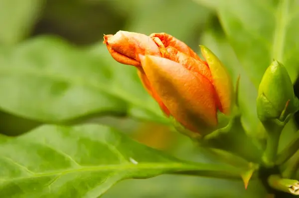 Yedi Yıldızlı İğne Çiçeği hâlâ tomurcuklanıyor. Gül gibi büyük portakal kırmızısı çiçekleri olan nemli ormanlara özgü bir kaktüs türüne 