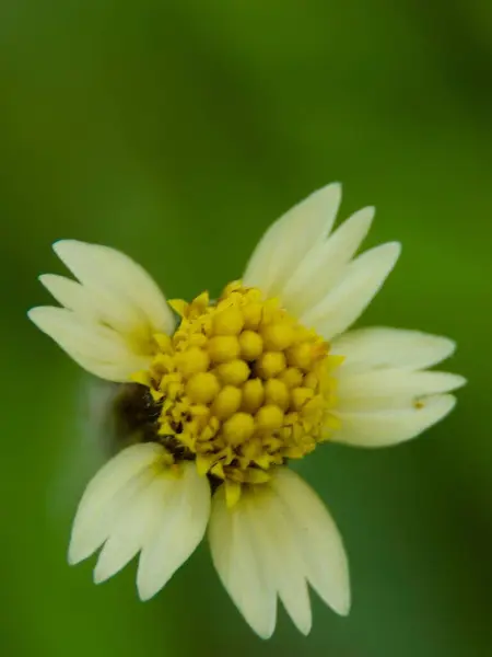 Galinsoga quadriradiata, Asteraceae familyasından bir çiçek türü. Ayrıca tüylü asker olarak da bilinir, Peru papatyası, kıllı galinsoga..