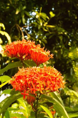 Güzel kırmızı başak çiçeği. Kral Ixora çiçek açıyor (Ixora chinensis). Rubiaceae çiçekleri. Ixora çiçeği. Bahçedeki Ixora kakusinea çiçeği. Orman alevi - Orman sardunyası - Asoka