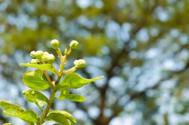 Çiçek açan Beyaz Crape Myrtle, Lagerstroemia Indica Furush Ful olarak bilinir.