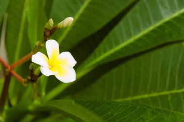 Beyaz Semboja, Plumeria familyasından bir bitki türü. Kamboja, Frangipani