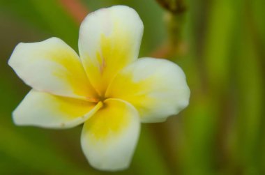 Beyaz Semboja, Plumeria familyasından bir bitki türü. Kamboja, Frangipani