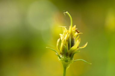 Macro Photo of Coreopsis Lanceolata Flower buds with blurred background. Kenikir flower. clipart