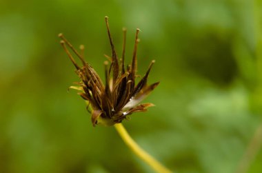 Kurumuş Coreopsis Lanceolata çiçeklerinin bulanık arkaplanlı makro fotoğrafı. Kenikir çiçeği.