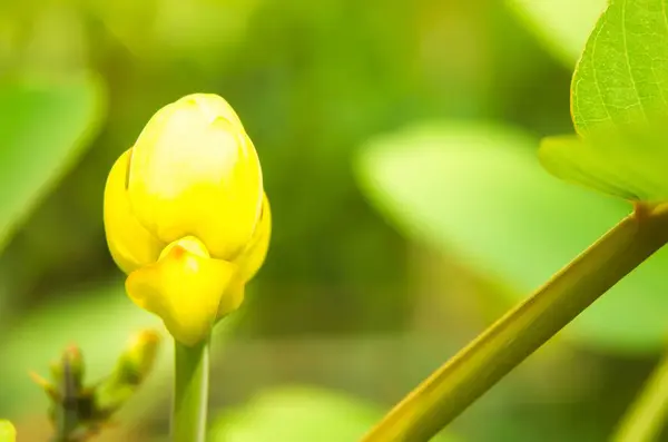 stock image Gelinggang or Ketepeng flower buds (Senna alata). Also known as emperor's candlestick, waxbush, waxbush, empress's wax plant, ringworm, or wax tree