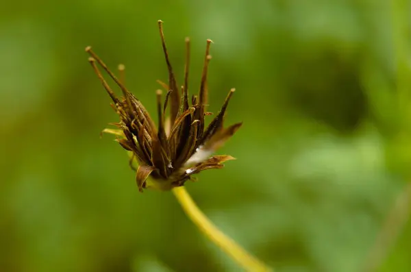 stock image Macro photo of dried Coreopsis Lanceolata flowers with a blurred background. Kenikir flower.