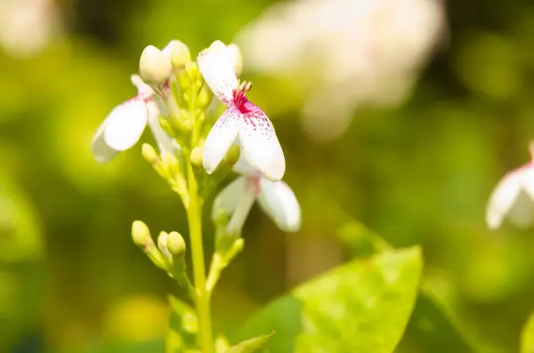 Pseuderanthemum reticulatum ya da Japon yasemininin Macro Fotoğrafı