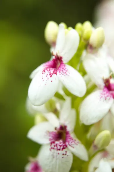 Pseuderanthemum reticulatum ya da Japon yasemininin Macro Fotoğrafı