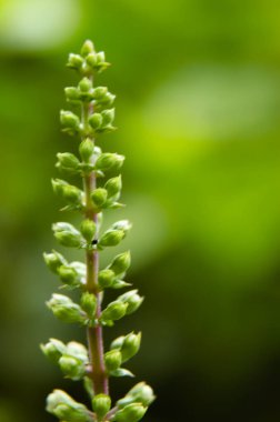 Orthosiphon aristatus, Lamiaceae Labiatae familyasından bir bitki türü. Bu bitki, Güney Çin 'de, Hindistan' ın güneydoğu Asya 'da bulunan şifalı bir bitkidir. Çiçek Bud