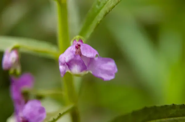 stock image Macro Photo of Little Turtle Flower, Angelonia is a Biennial plant that can be released throughout the year