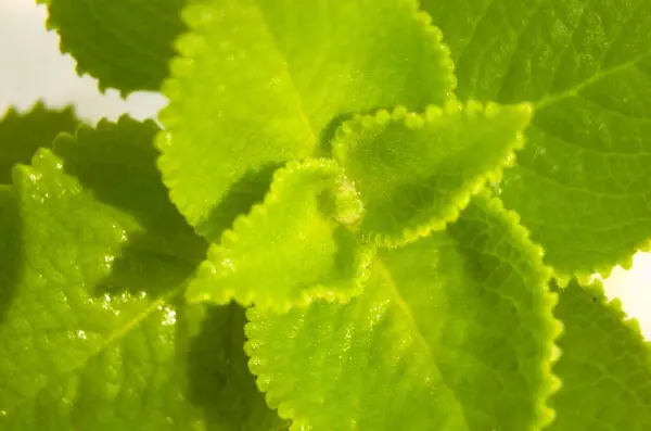 Hint borusunun taze yeşil yaprakları (botanik adı - Plectranthus amboinicus))