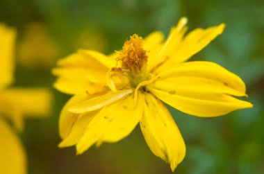 Koreopsis Lanceolata Çiçeği 'nin bulanık arkaplanlı Macro Fotoğrafı. Kenikir çiçeği.