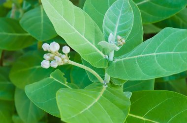 Calotropis Gigantea ya da yaygın olarak Biduri Çiçeği ya da devedikeni çiçeği olarak bilinir. Güzel mor kır çiçekleri