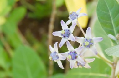 Calotropis Gigantea ya da yaygın olarak Biduri Çiçeği ya da devedikeni çiçeği olarak bilinir. Güzel mor kır çiçekleri