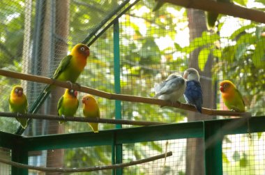 A group of lovebirds perched in their cage. Lovebird is the common name for the genus Agapornis, a small group of parrots in the Old World parrot family Psittaculidae. clipart