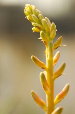 Aloe Vera 'nın Macro Fotoğrafı çiçek açmaya hazır. Güzel aloe vera çiçekleri çiçek açmak üzere..