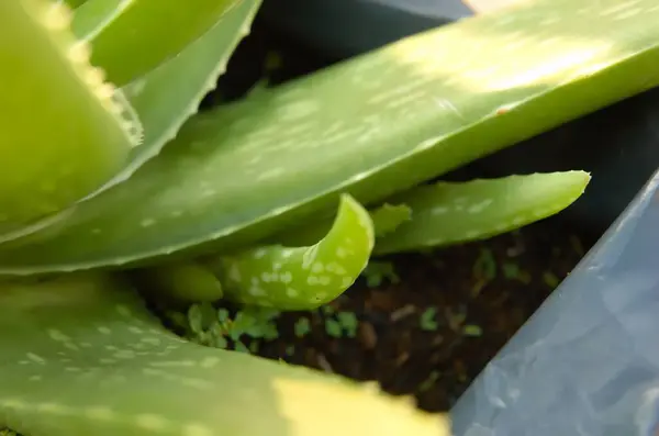 Aloe vera, en alçak yaprak sapının altında yetişen bir filizdir..