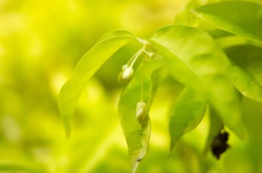Evdeki bahçedeki ağacın dalındaki Benth çiçekleri taze ve güzel görünüyor..