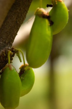 The green fruit of Bilimbi, Bilimbing, Cucumber tree, Tree sorrel (Averrhoa bilimbi)The green fruit of Bilimbi, Bilimbing, Cucumber tree, Tree sorrel (Averrhoa bilimbi) clipart