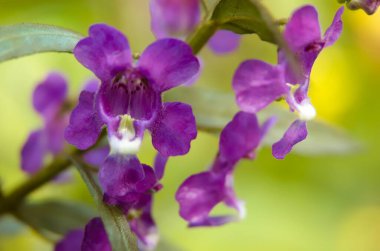 Macro Photo of Little Turtle Flower, Angelonia is a Biennial plant that can be released throughout the year clipart