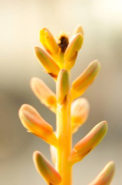 Güzel Aloe Vera çiçeğinin Macro fotoğrafı. Aloe vera çiçek açtı.