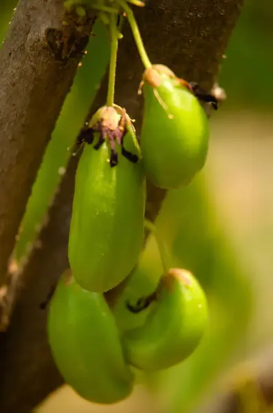 Bilimbi, Bilimbing, salatalık ağaç, ağaç kuzukulağı (Averrhoa bilimbi yeşil meyvesi)