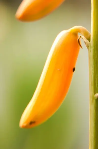 Güzel Aloe Vera çiçeğinin Macro fotoğrafı. Aloe vera çiçek açtı.