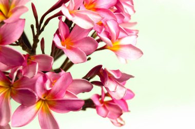 Beyaz arka planda Pembe Semboja 'nın yakın plan fotoğrafı. Semboja, Plumeria familyasından bir bitki türü. Frangipani, Frangipani,