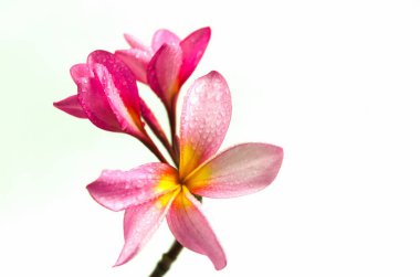 Close up photo of Pink Semboja on a white background. Semboja is a group of plants in the genus Plumeria. Frangipani, Frangipani, clipart