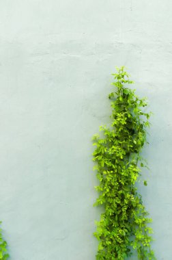 Duvardaki yeşil sarmaşıklar. Geçmişi. Yüksek kalite fotoğraf
