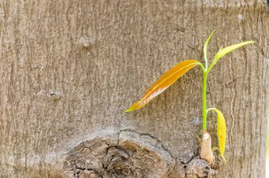 Newly grown shoots of Monoon longifolium tree, false ashoka also known by its synonym Polyalthia longifolia, is a species of small Asian tree in the family Annonaceae. clipart