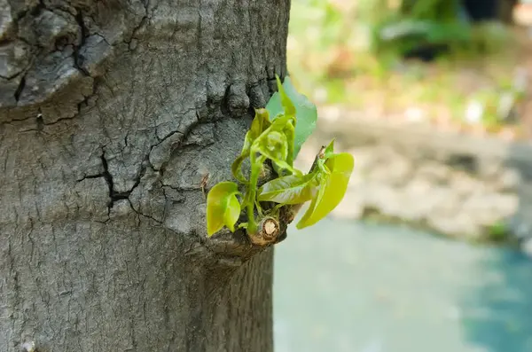 Monoon longifolium ağacının yeni yetişmiş filizleri, Polyalthia longifolia olarak da bilinen sahte ashoka, Annonaceae familyasından bir Asya ağacı türüdür..