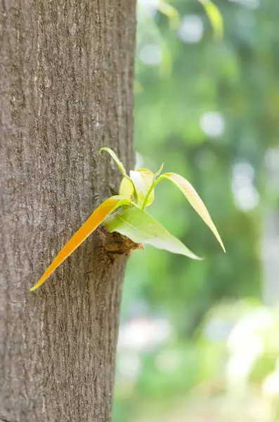 Monoon longifolium ağacının yeni yetişmiş filizleri, Polyalthia longifolia olarak da bilinen sahte ashoka, Annonaceae familyasından bir Asya ağacı türüdür..
