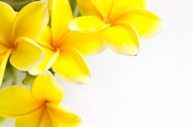 Close-up photo of Yellow Semboja on a white background. Semboja is a group of plants in the genus Plumeria. Frangipani, Frangipani, clipart