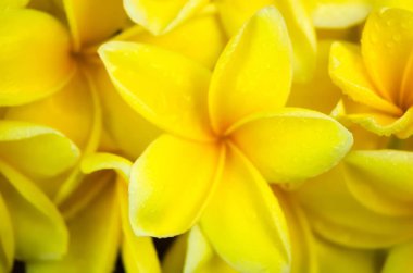 Close-up photo of Yellow Semboja scattered all over the floor. Semboja is a group of plants in the genus Plumeria Frangipani. Semboja Background. clipart