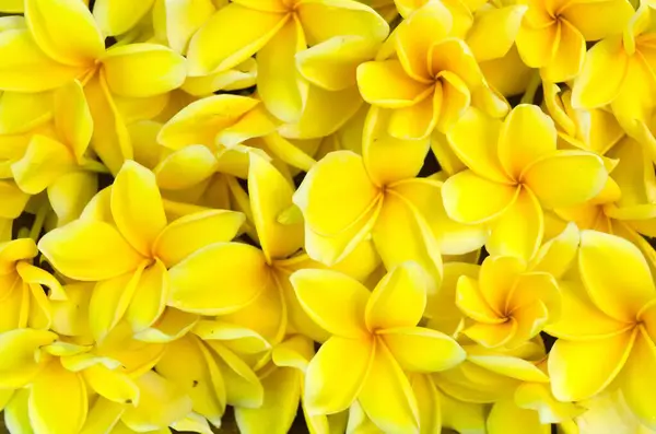 Sarı Semboja 'nın yakın plan fotoğrafı yerlere saçılmış. Semboja, Plumeria Frangipani familyasından bir bitki türü. Semboja Arkaplanı.