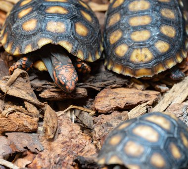 Kırmızı Çizmeli Kaplumbağalar (Chelonoidis carbonarius) Ağaç Kabuğu Parçalarında Yürüyorlar