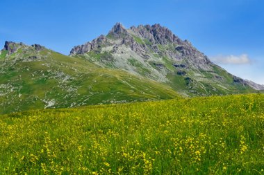 Sarı kır çiçekleri ve arka planda dağlar olan dağlık bir çayır.