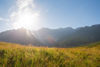 Güneşin doğuşu sisli çayır. Doğa bileşimi.