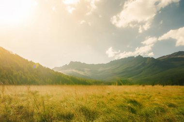 Güneşin doğuşu sisli çayır. Doğa bileşimi.