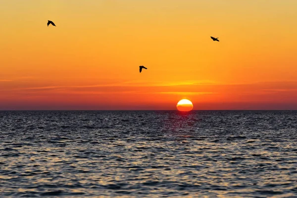 Прекрасный Закат Над Морем Летающими Чайками — стоковое фото