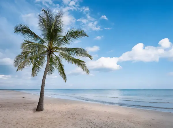 Kokospalmträd Tropisk Strand Sommarsemester Koncept — Stockfoto