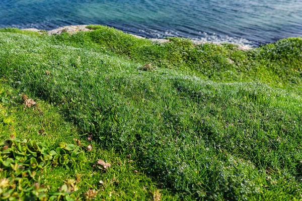 Zelená Tráva Břehu Moře Ranním Světle Stock Snímky