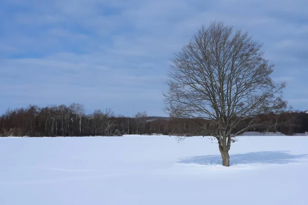 Osamělý Strom Zasněženém Poli Zimě Stock Obrázky